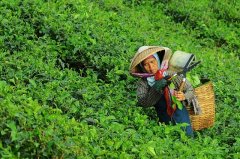 大田作物四情監(jiān)測(cè)系統(tǒng)，讓茶園種植搭上“科技快車(chē)”