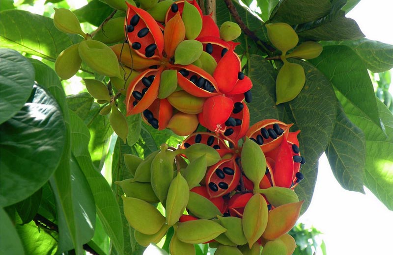 農(nóng)業(yè)自動氣象站，為鳳眼果的種植提供一手資料