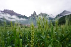 農(nóng)業(yè)氣象站：青稞對(duì)氣候的要求有哪些？